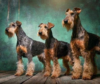 ai generated dogs terrier pets 8847065