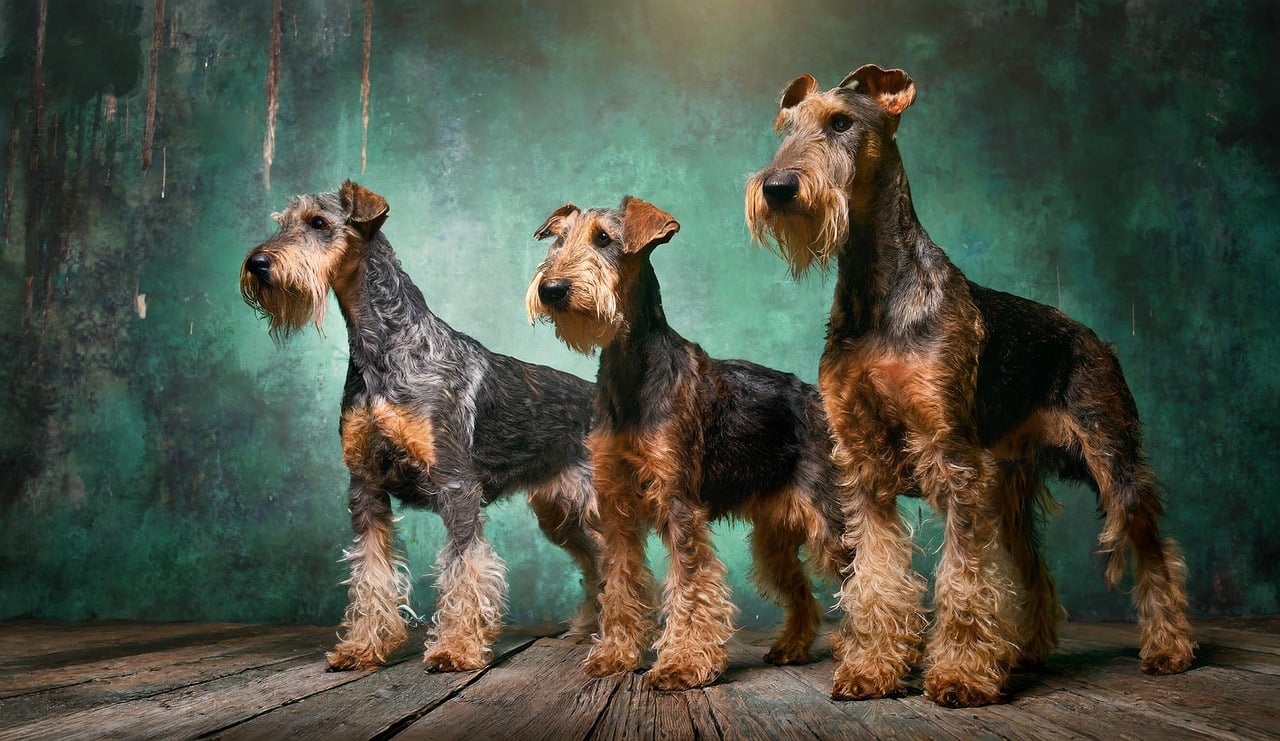 ai generated dogs terrier pets 8847065