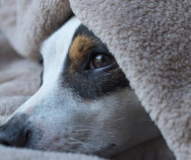 dog jack russel sleep look terrier 5430987