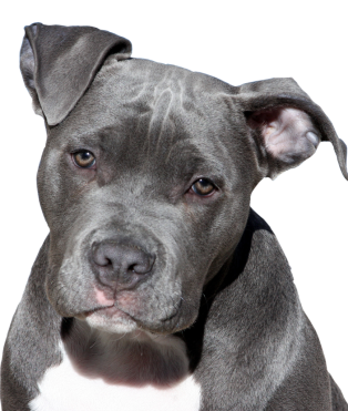 dog pitbull terrier 2438803