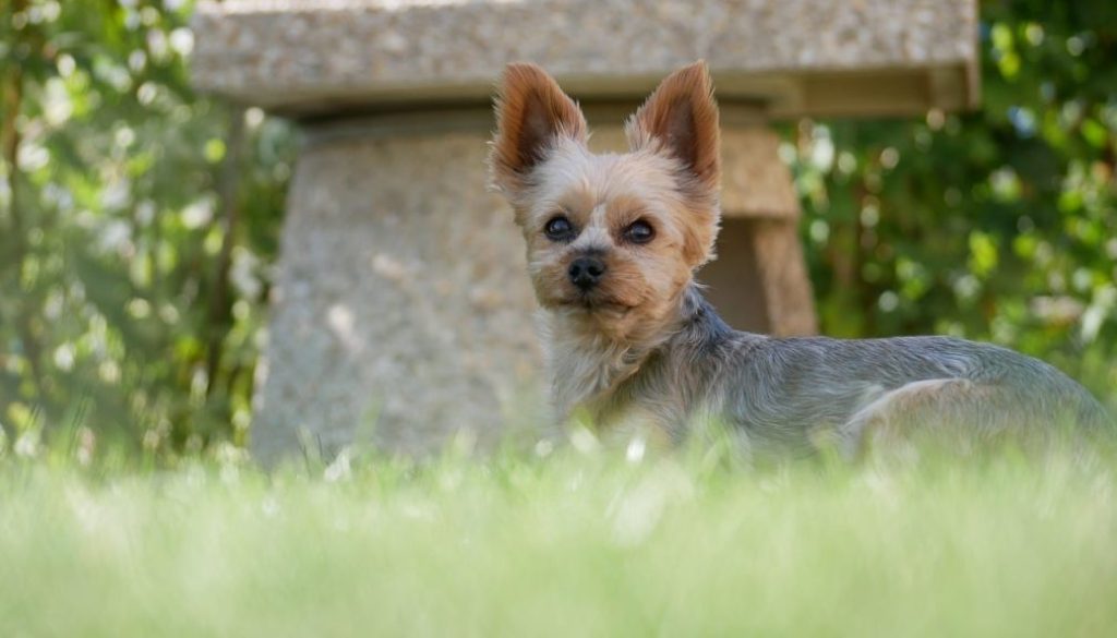 dog yorkie pet canine mammal 8341109