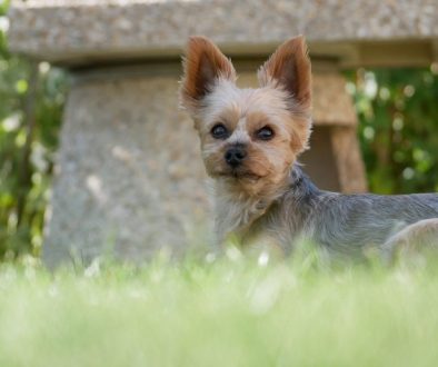 dog yorkie pet canine mammal 8341109