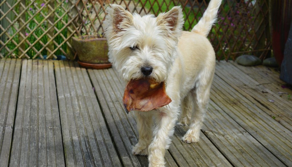 dogs dog eating cairn terrier 1598147