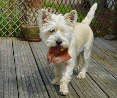 dogs dog eating cairn terrier 1598147