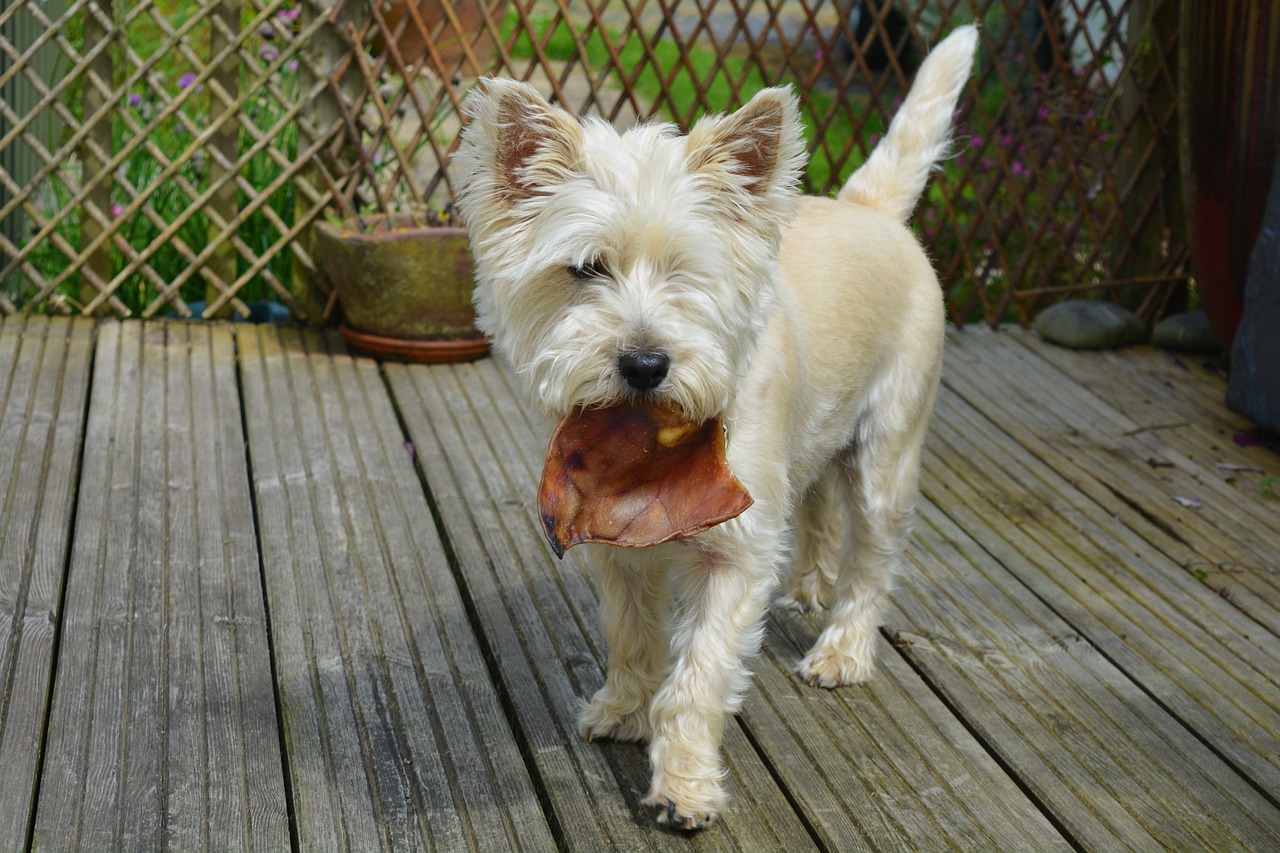 dogs dog eating cairn terrier 1598147