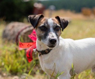 jack russell terier dog russell 3788378