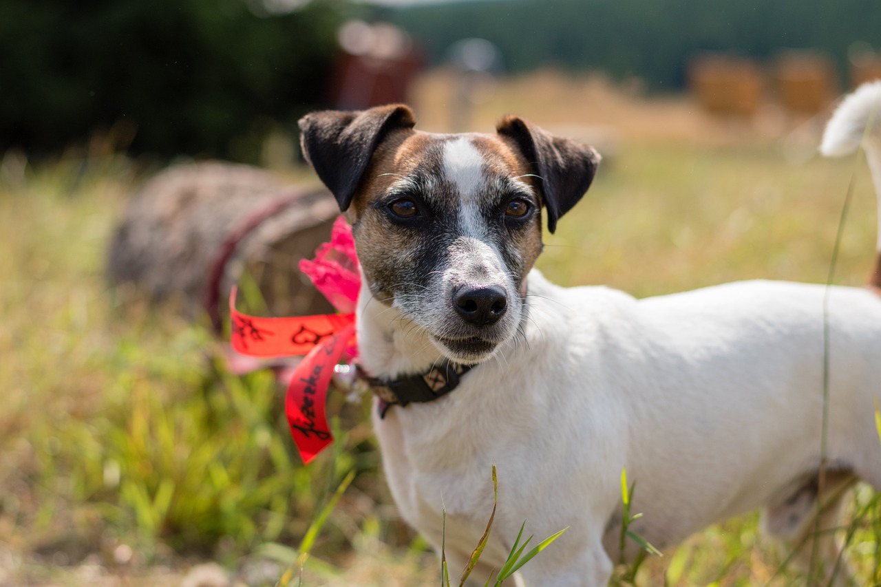 jack russell terier dog russell 3788378