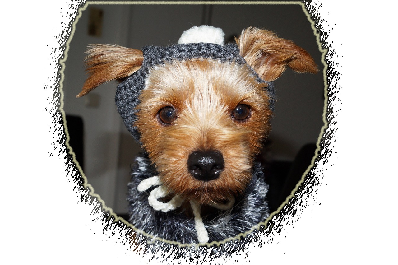 dog clothing yorkshire terrier 565994
